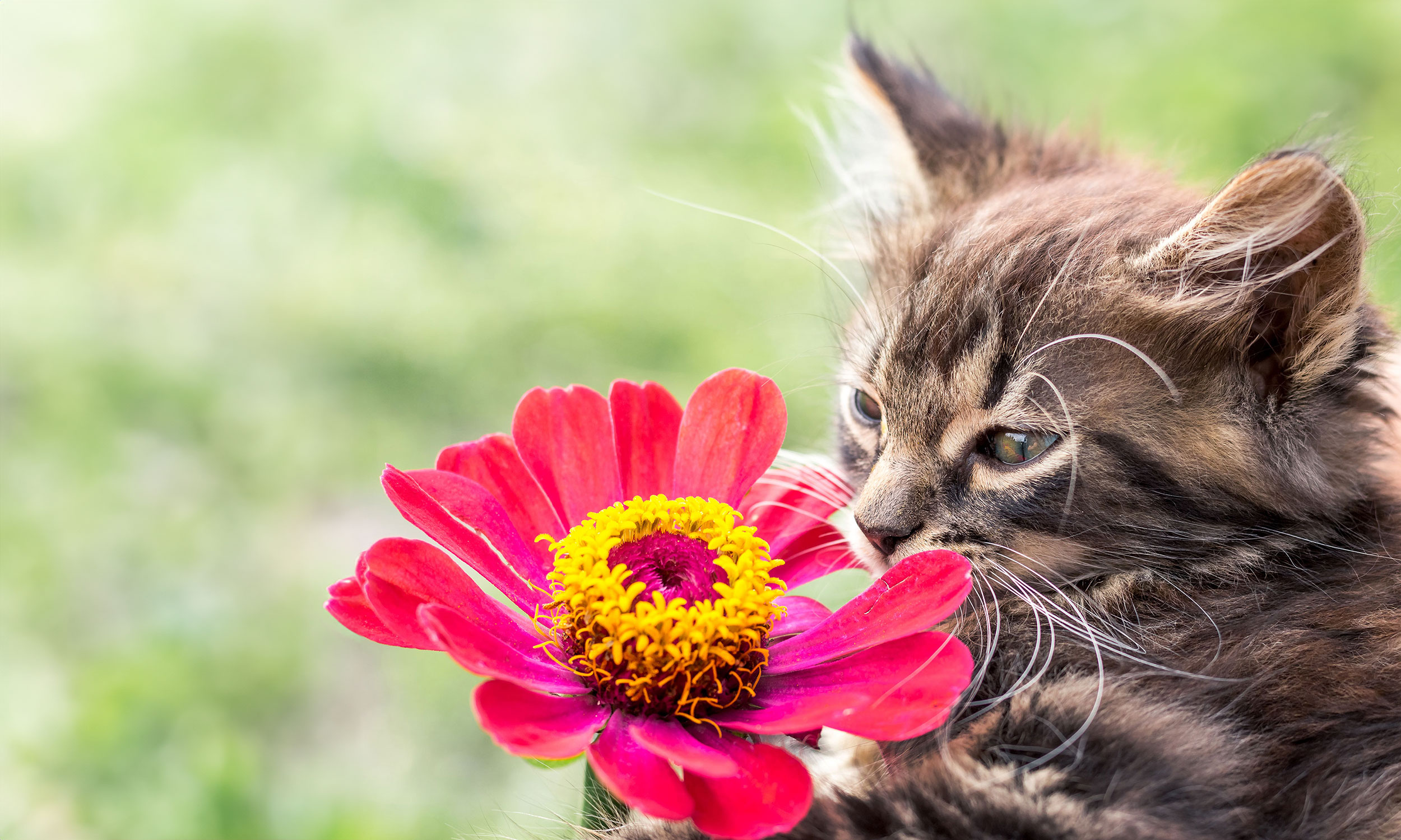 Cat Sniffing Flower