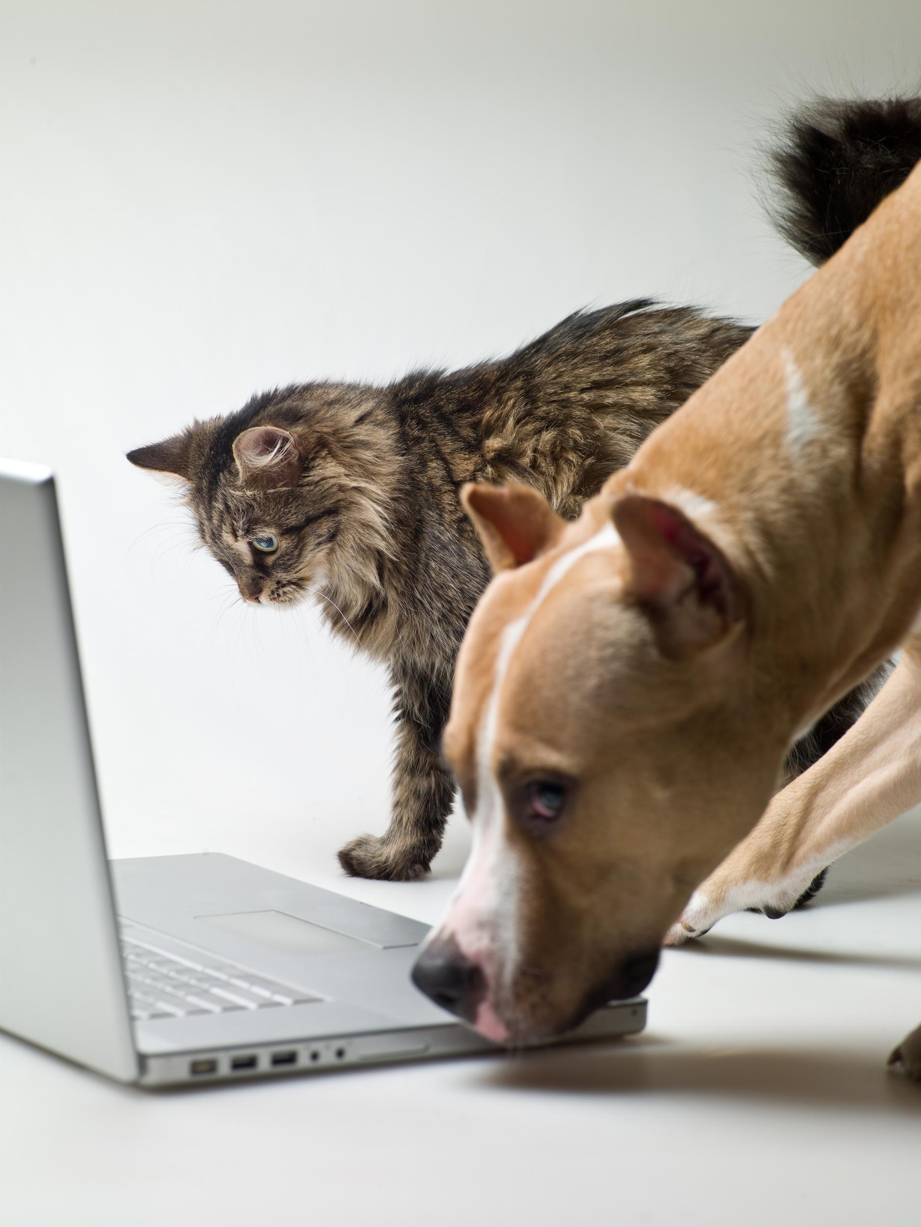 Cat and Dog Looking at Computer